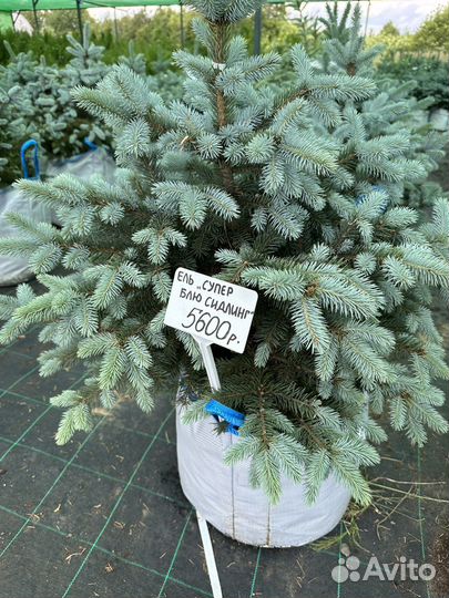 Ель голубая супер блю сидлинг