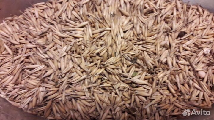 Ячмень, Овес, фуражный в мешках