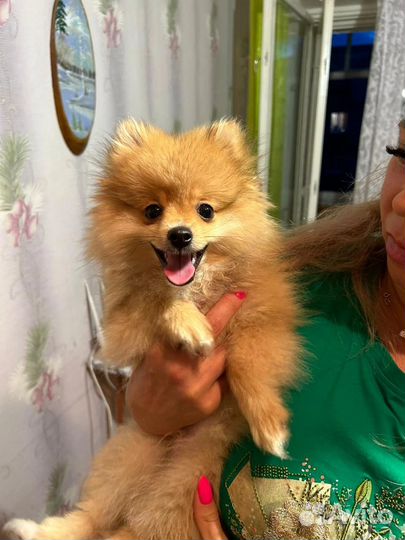 Померанский шпиц