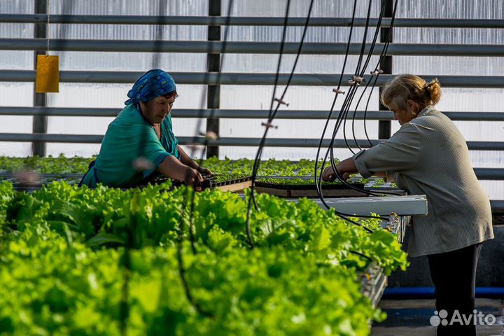 Фасовщицы на овощебазу/ вахта с проживанием