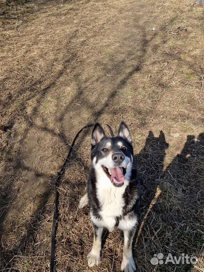 Собаки бесплатно в добрые руки