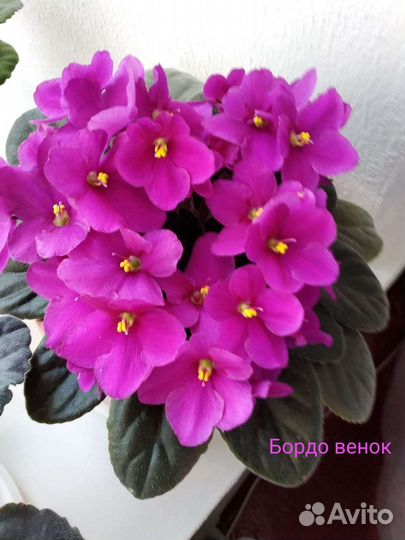 Новинки сортовых фиалок