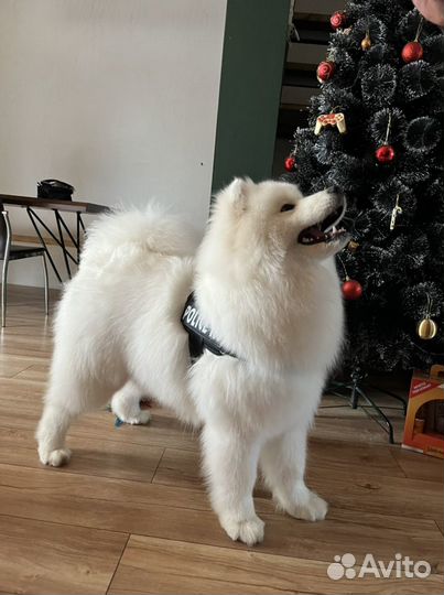 Вязка самоед