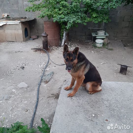 Продаётся немецкая овчака