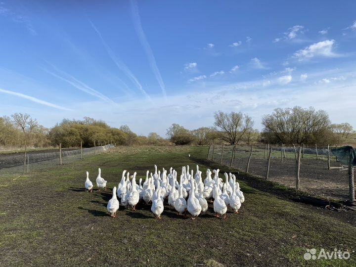 Инкубационное яйцо гусиное