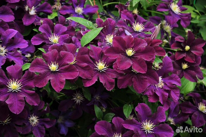 Продаются клематисы окс (открытая корневая )