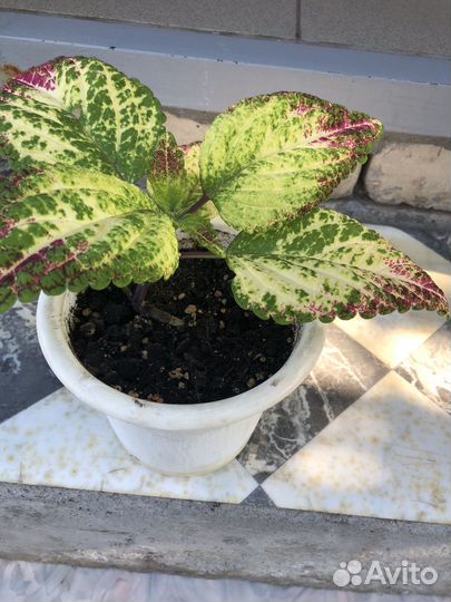 Колеусы сортовые