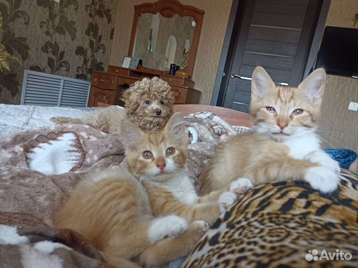 Кошечка в дар