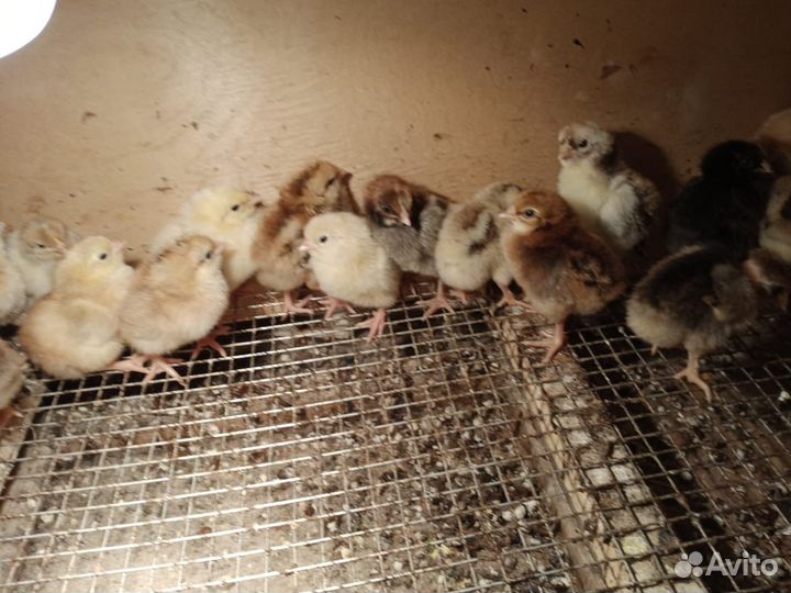 Цыплята