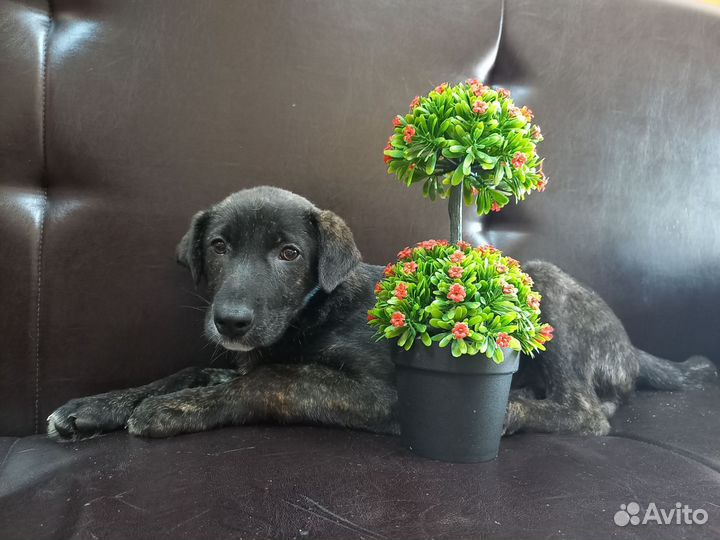 Щенулька мальчик