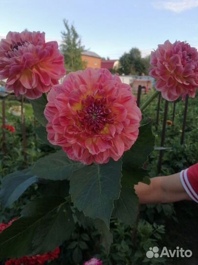 Шикарные георгины и гладиолусы на посадку