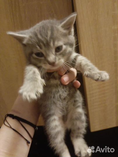 Кошка в дар