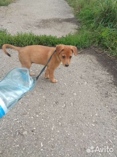 Отдаю щенка