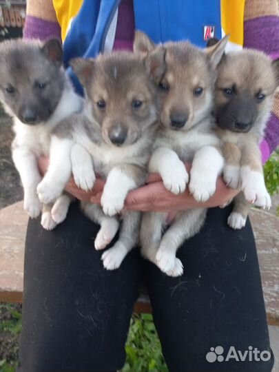 Щенки западно сибирской лайки от рабочих собак