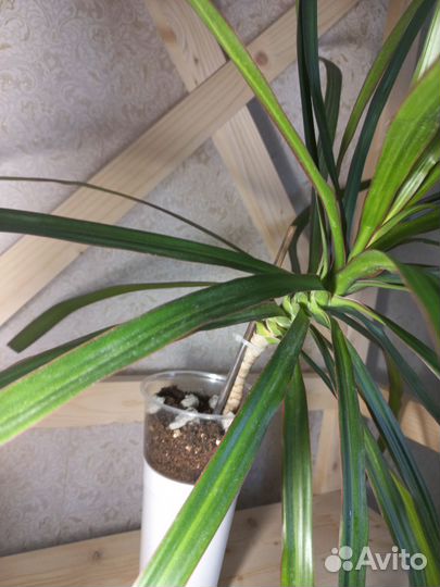 Драцена маргината