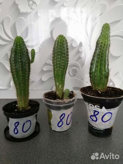 Кактусы, фикус