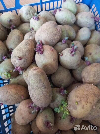 Картофель семенной