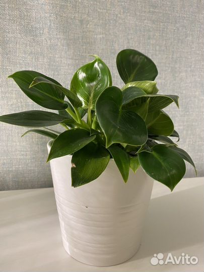 Филодендрон биркин и кашпо Икея