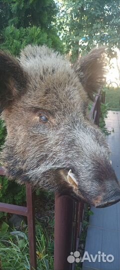 Чучело головы кабана