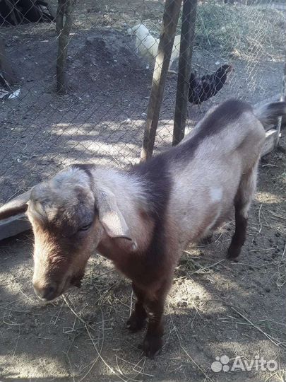 Козел альпийский