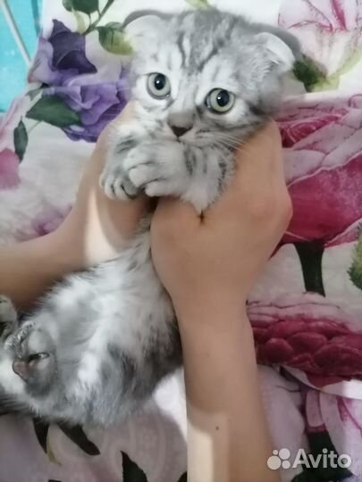 Британские котята