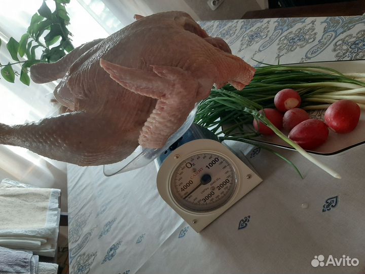 Куры домашнего выкорма