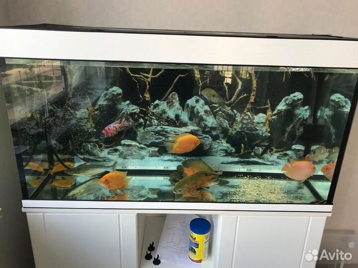 Аквариум