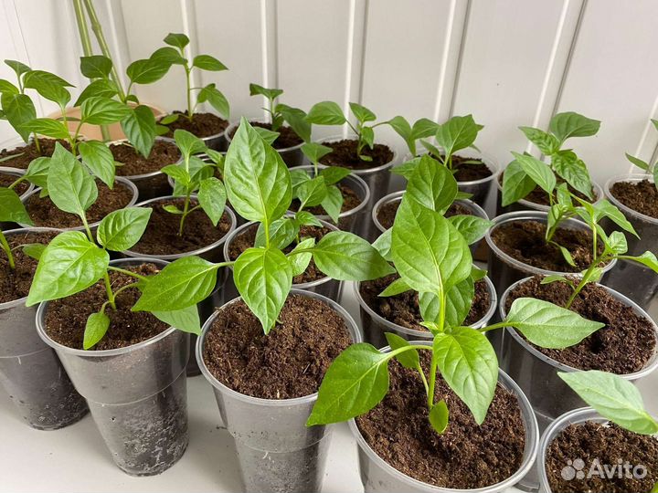 Рассада перца
