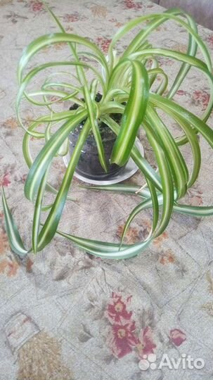 Хлорофитум