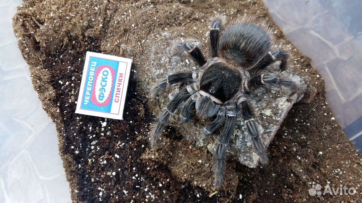 Пауки-птицееды разных видов