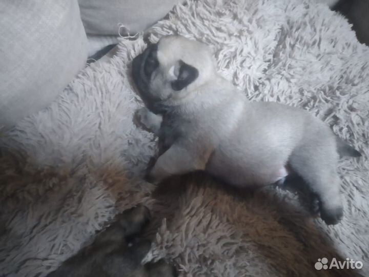 Щенки мопса