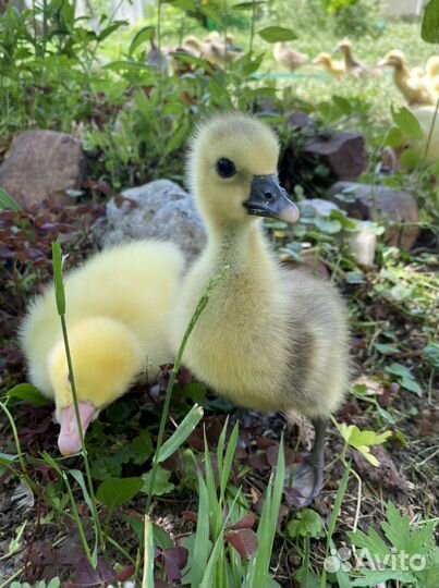 Гусята