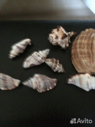 Морские ракушки раковины