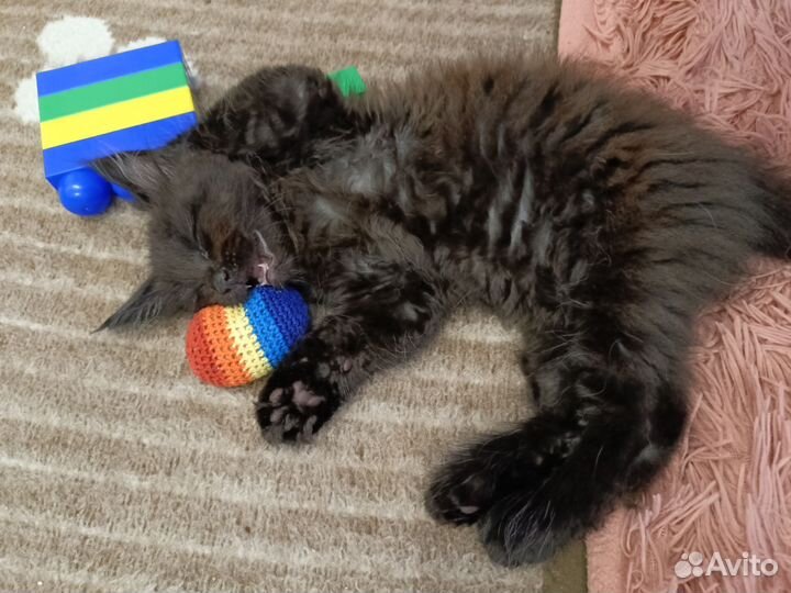 Котёнок Мейн-кун