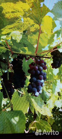 Саженцы винограда