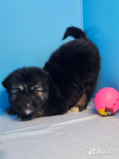 Щенки в дар