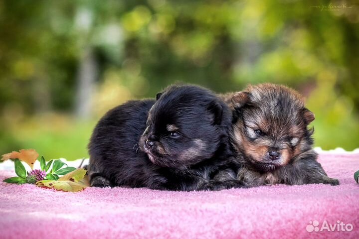 Шпице-детки