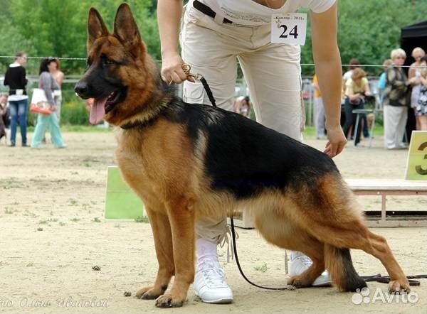 Дрессировка собак. выезд на вашу территорию