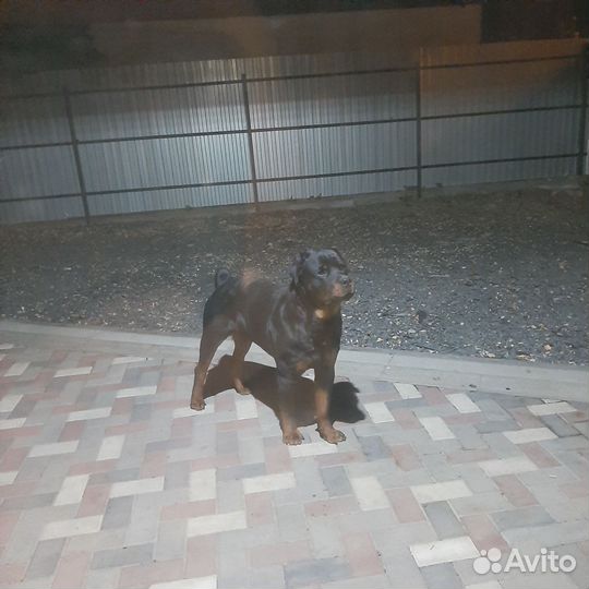 Ротвейлер (вязка)