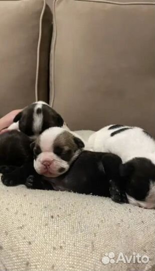 Щенки французского бульдога