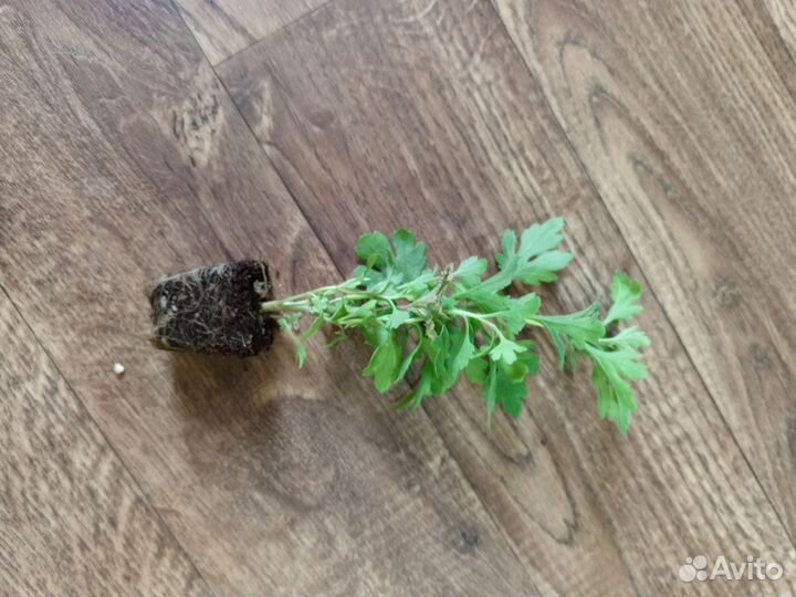 Хризантемы