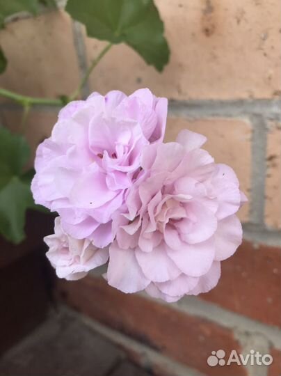 Плющелистная пеларгония (ампельная, герань)