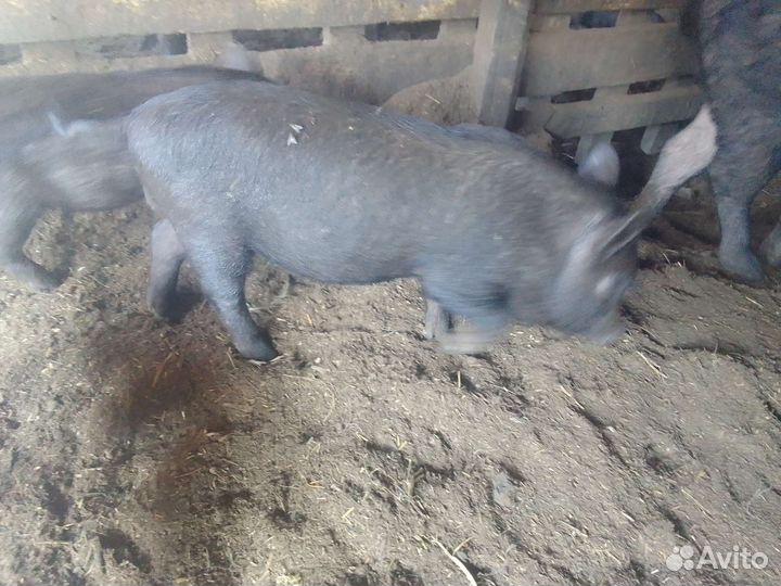 Поросята кармалы