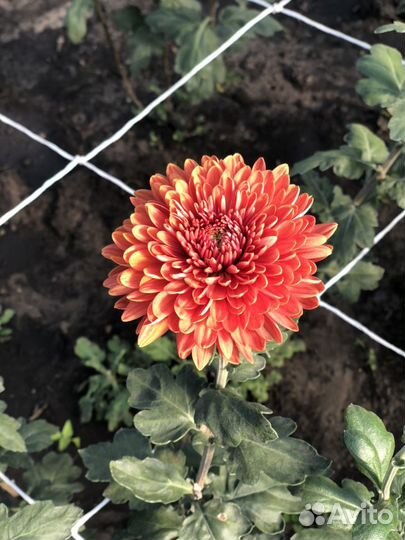 Саженцы хризантем