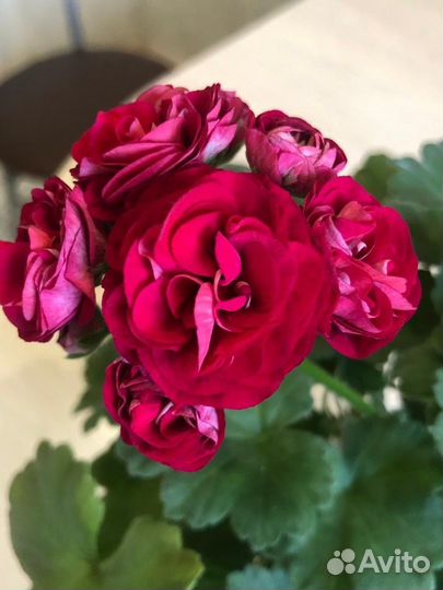 Та Амазонка пеларгония