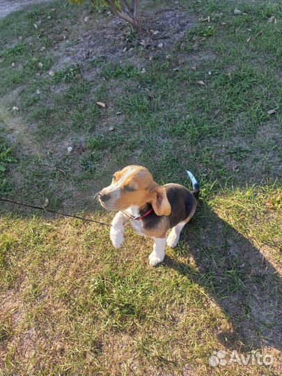 Щенки бигль девочка