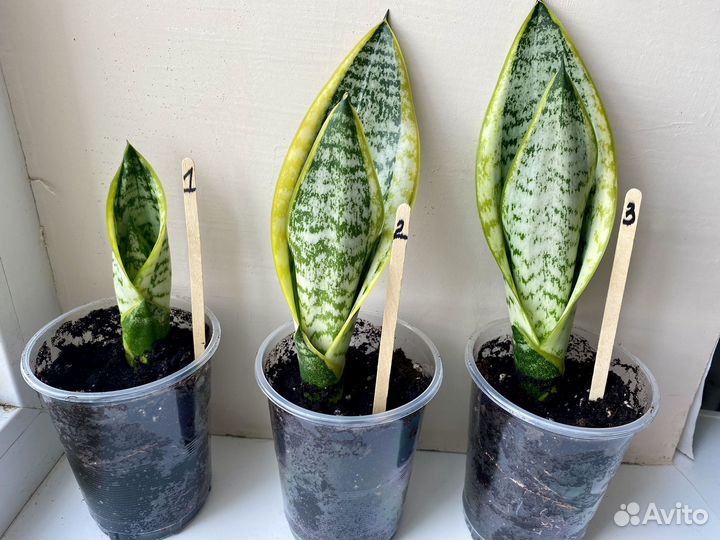 Комнатные растения