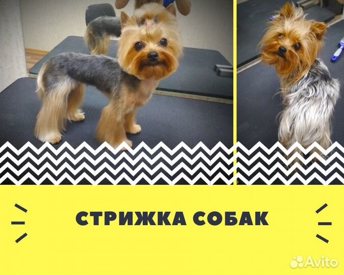 Стрижка кошек и собак