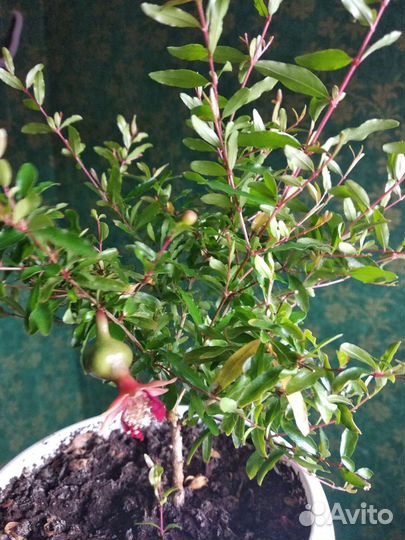 Сортовой комнатный гранат