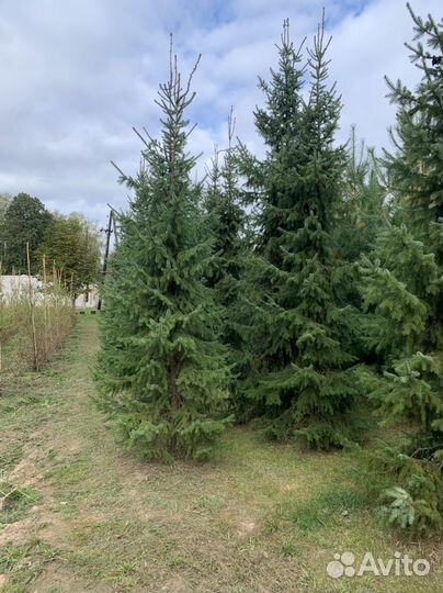 Деревья сосны. Лиственница,ели. И др. крупномеры